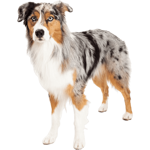 Le Berger Australien, un chien actif et intelligent