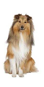 Le Berger des Shetland, un chien adorable et sensible