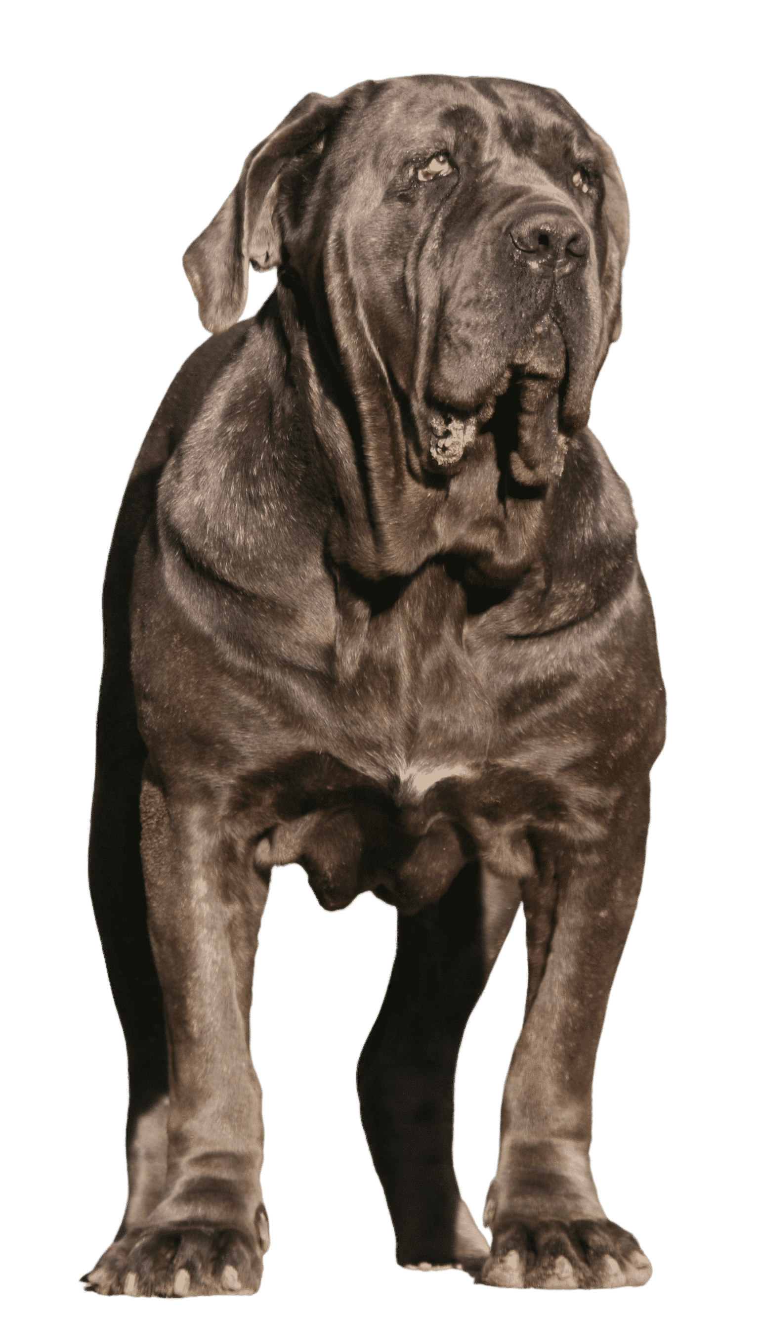 Le Mâtin de Naples, un grand chien pour un maître compréhensif