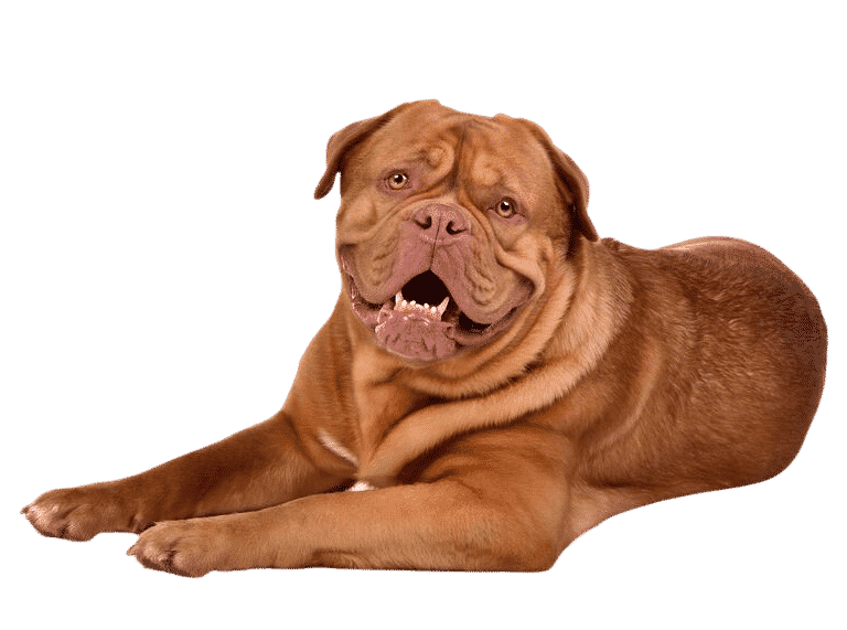 Le Dogue de Bordeaux, un chien puissant plein d’affection