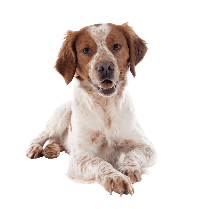 L’Épagneul breton, une boule d’amour à la santé robuste