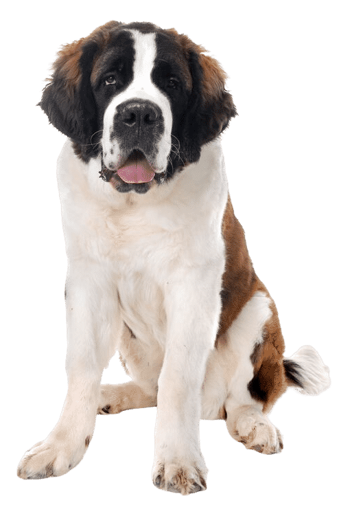 Le Saint-Bernard, le chien de compagnie par excellence