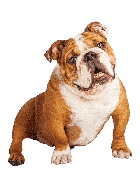 Le Bulldog Anglais, un chien indépendant qui aime sa famille