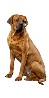 Le Tosa Inu : un chien japonais très attachant