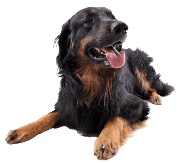 L’Hovawart, un magnifique compagnon souvent mal exploité !