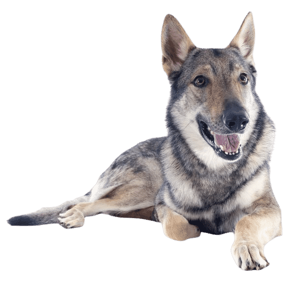 Le Chien loup tchécoslovaque, un chien sensible à l’apparence d’un loup !