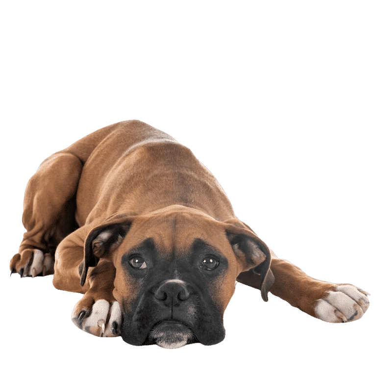 Le Boxer, un compagnon jovial qui a besoin de se dépenser