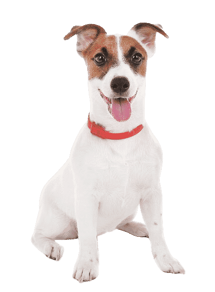 Le Jack Russell, petit chien énergique à éduquer
