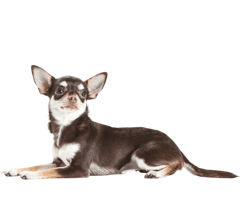 Le Chihuahua, un chien attachant pour un maître attentionné