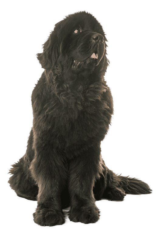 Le Terre-Neuve, un chien affectueux et très actif