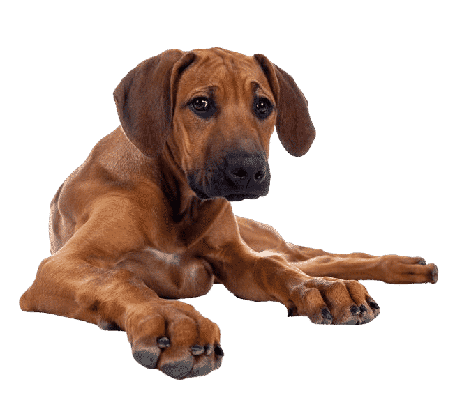 Le Rhodesian Ridgeback, un chien de compagnie hors-pair !