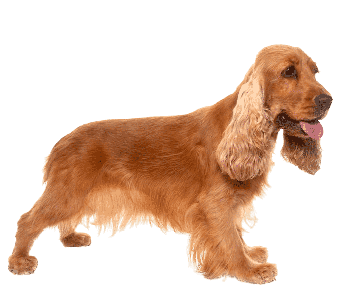 Le Cocker Anglais, un chien agréable pour un maître sportif