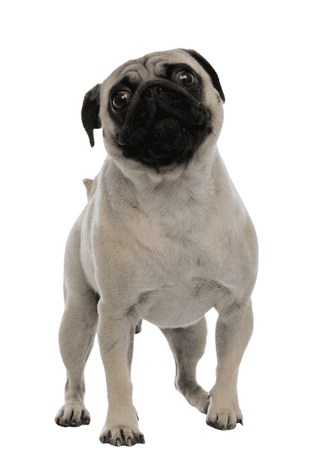 Le Carlin, un chien affectueux pour un maître patient