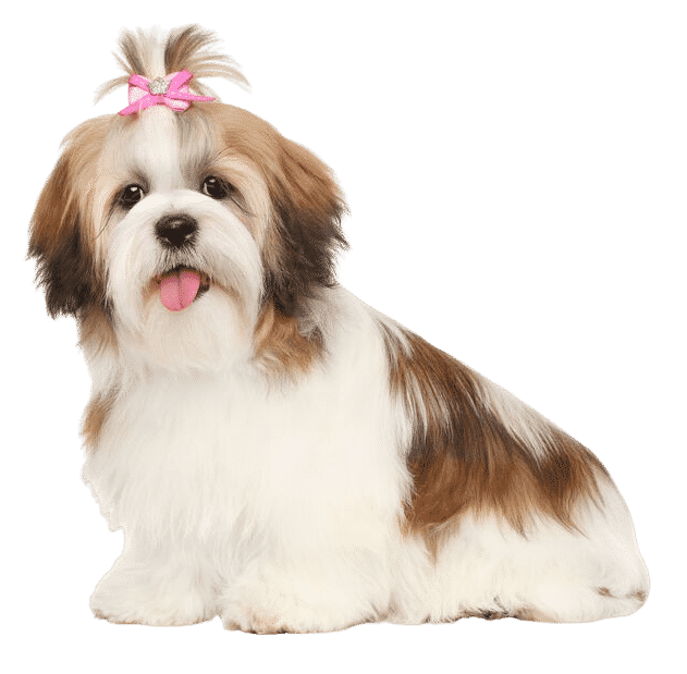 Le Shih Tzu, un petit chien aux multiples qualités