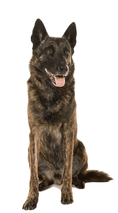 Le Berger Hollandais, un chien adorable pour un maître créatif