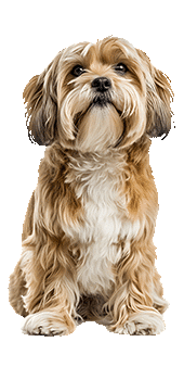 Le Terrier Tibétain : un chien dynamique et courageux