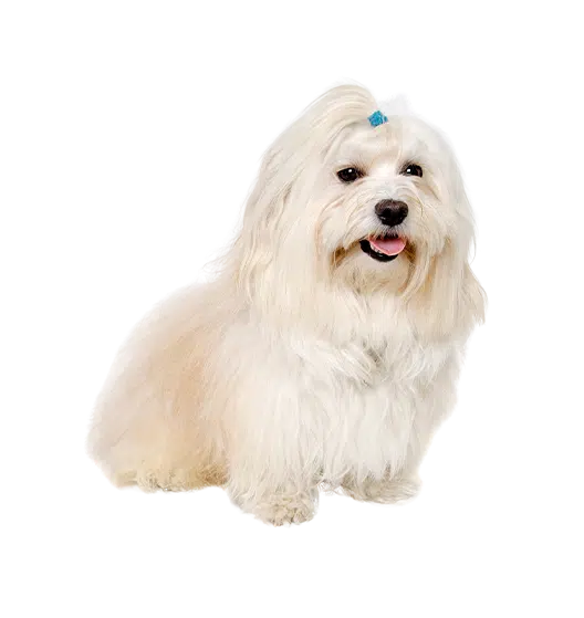 Le Coton de Tuléar, un petit chien espiègle et vif