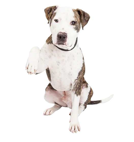 Le Pitbull : un chien victime de la loi et des médias