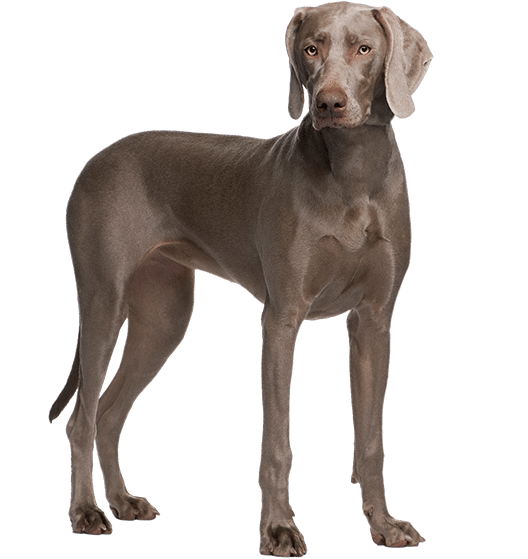 Le Braque de Weimar : un chien de famille affectueux et endurant