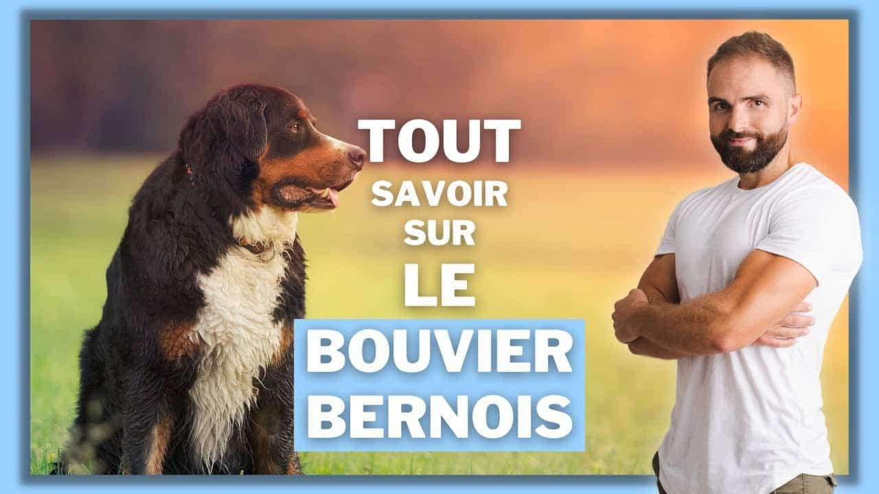 Le Bouvier Bernois, tout savoir sur ces chiens