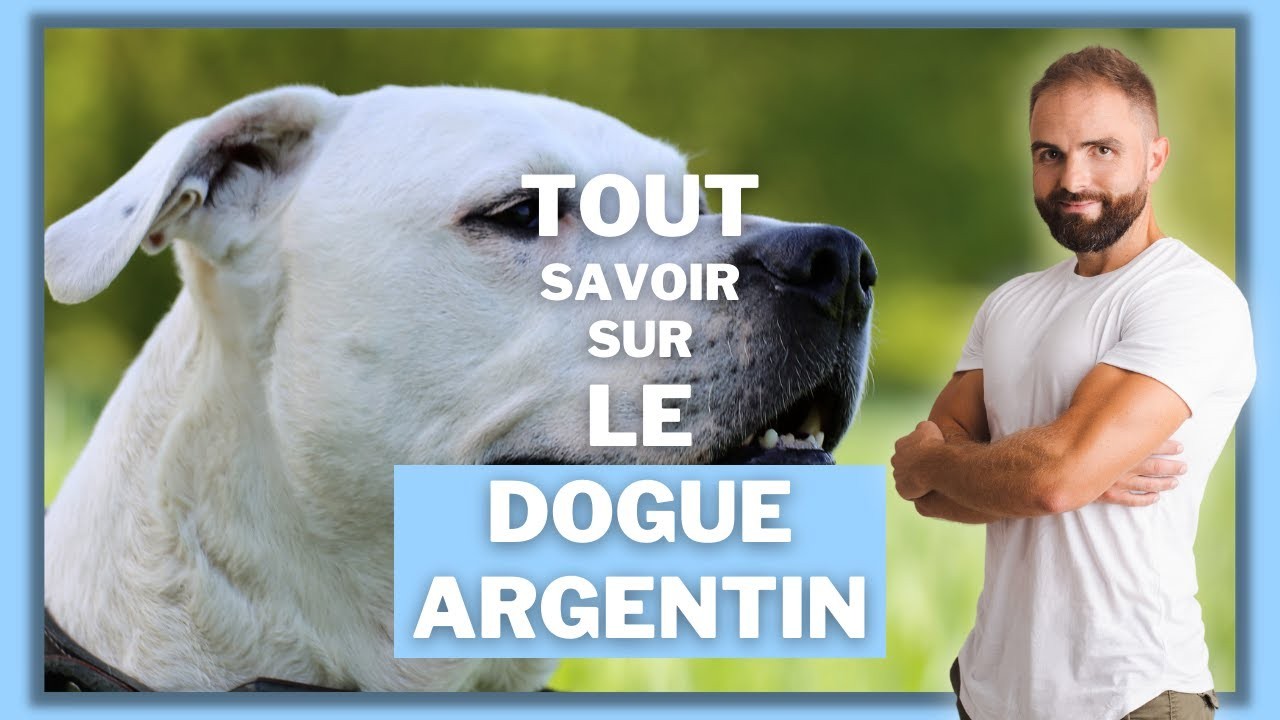 Le Dogue Argentin, tout savoir sur le Dogo