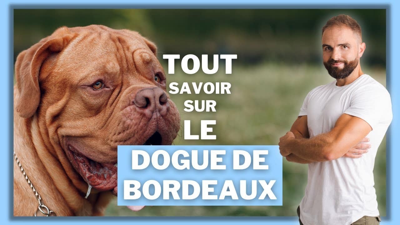 Le Dogue de Bordeaux, tout savoir sur ces chiens
