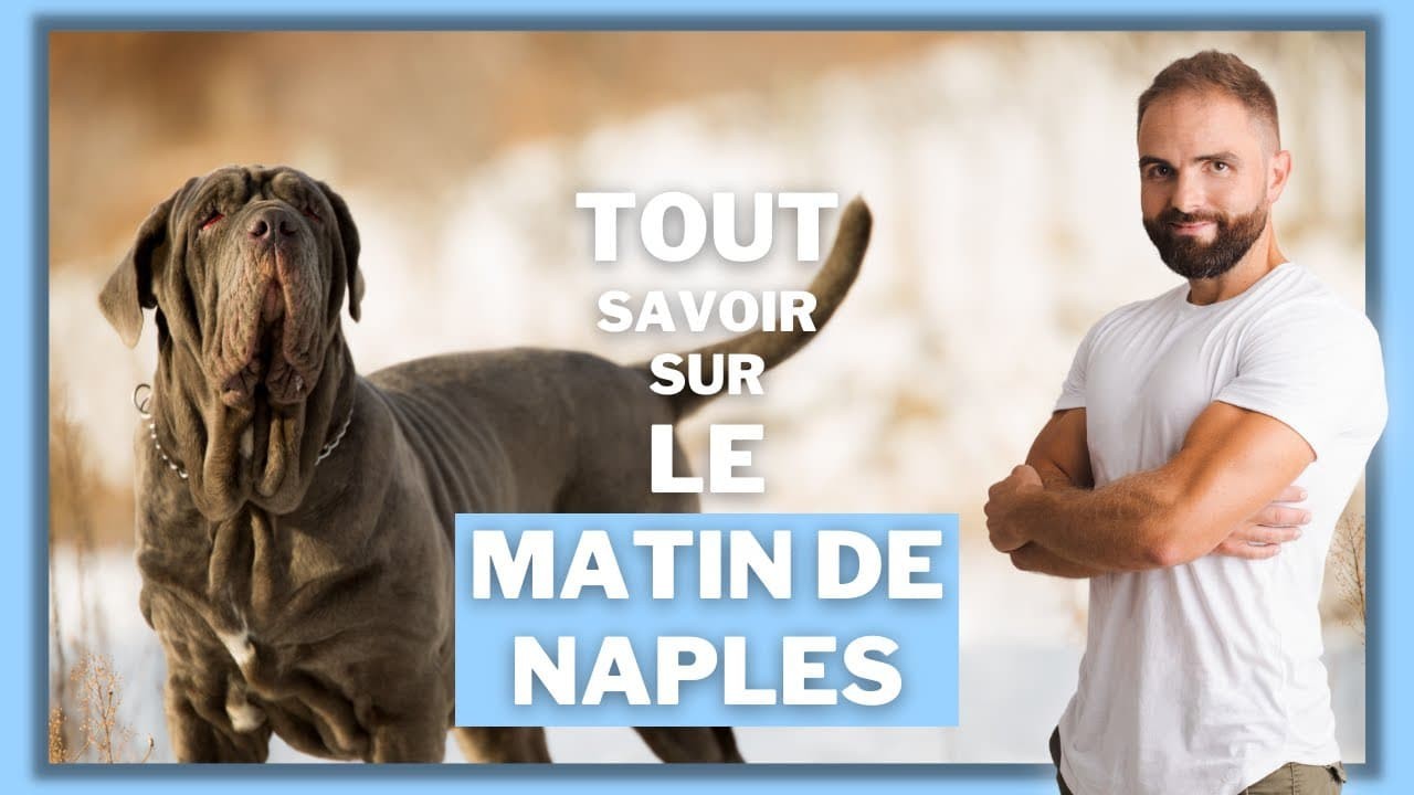 Le Matin de Naples, tout savoir sur ces chiens