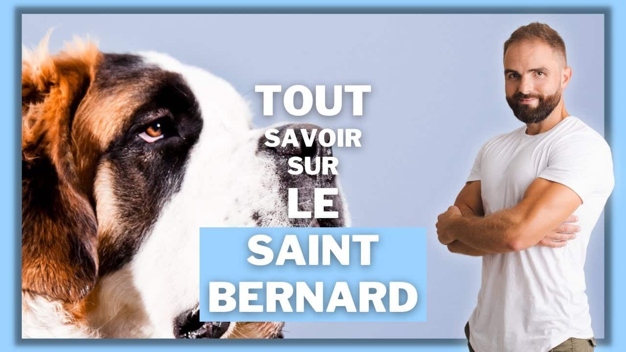 Le Saint Bernard, tout savoir sur le Bernhardiner