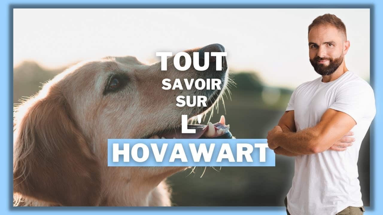 L’Hovawart, tout savoir sur ces chiens