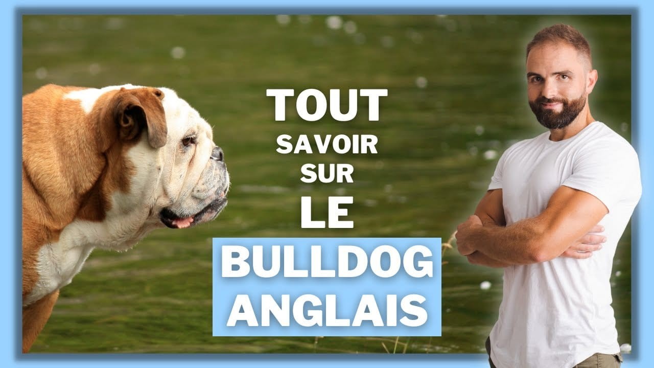 Le Bulldog Anglais, tout savoir sur ces chiens