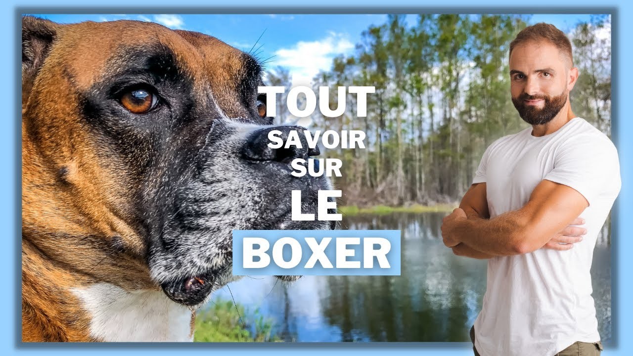 Le Boxer, tout savoir sur ces chiens