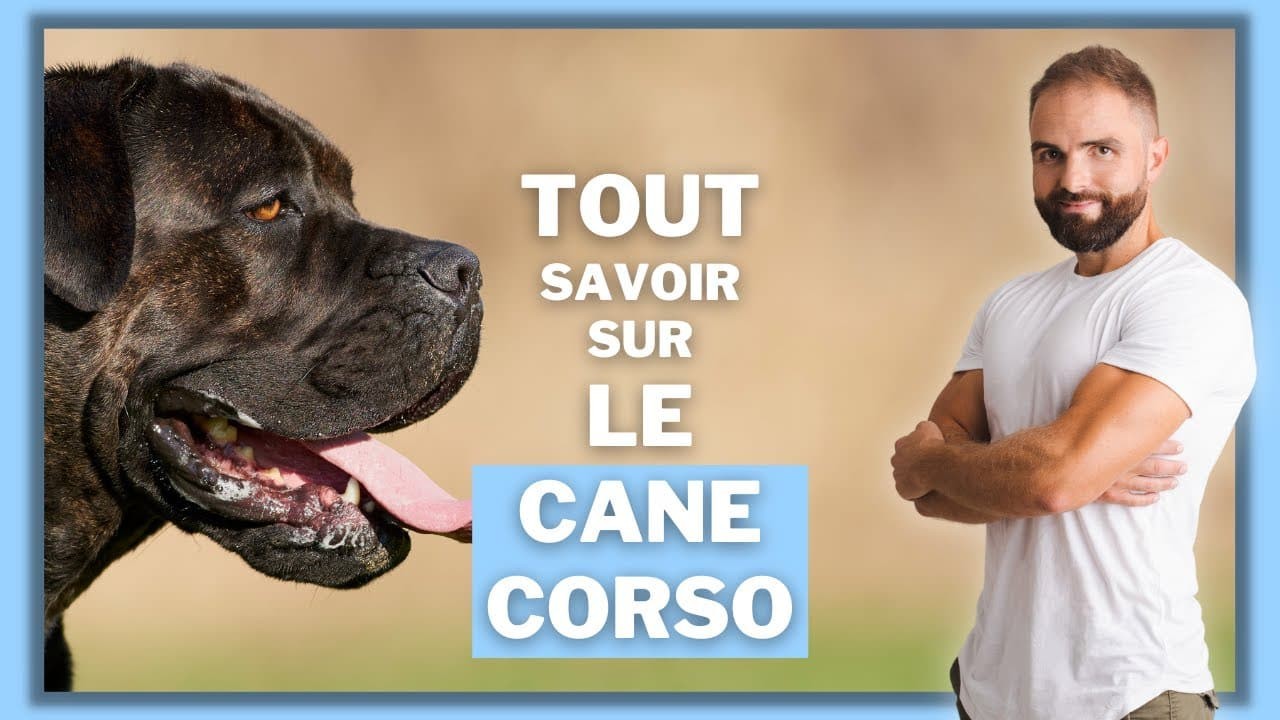 Le Cane Corso, tout savoir sur ces chiens