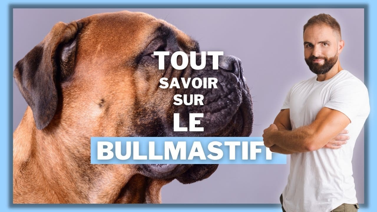 Le Bullmastiff, tout savoir sur ces chiens