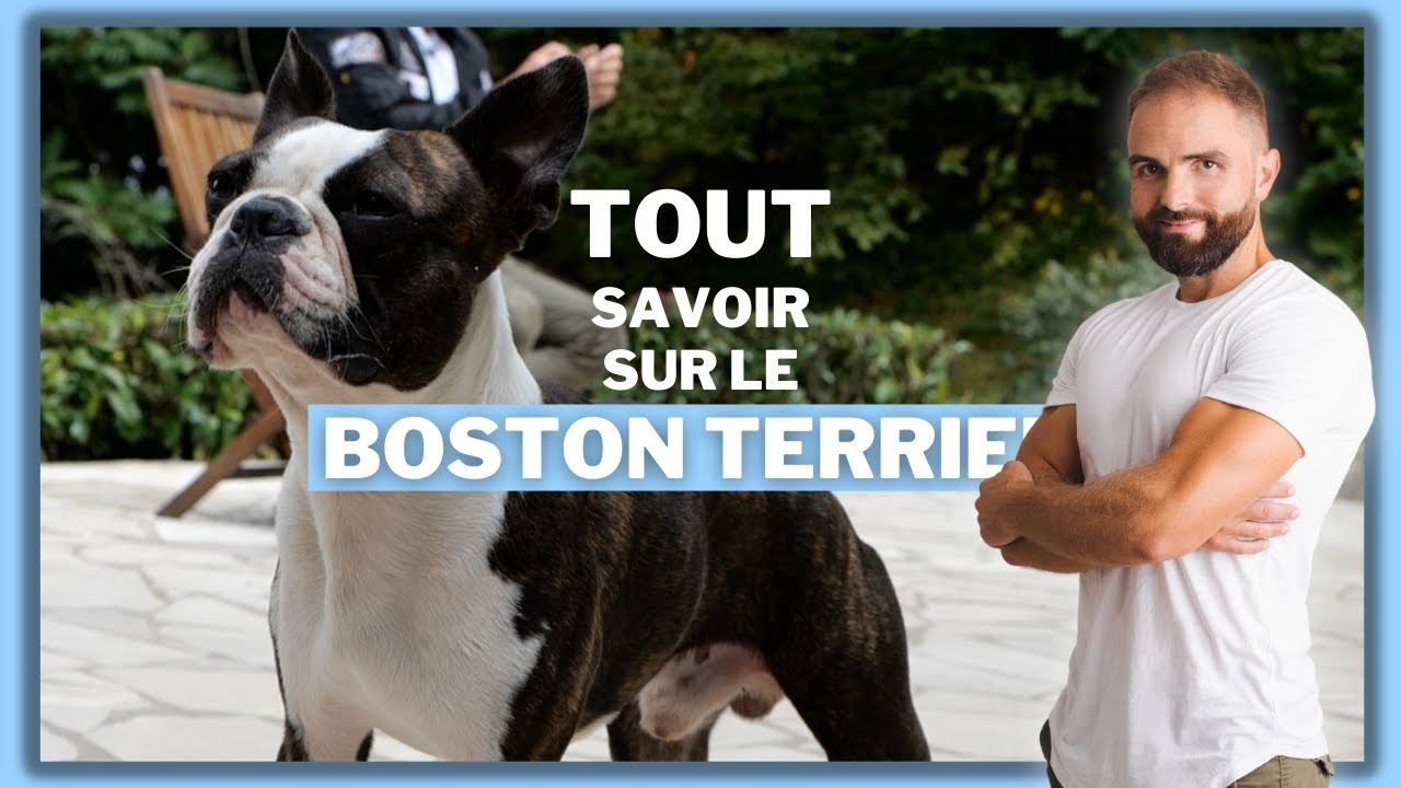 Le Boston Terrier, tout savoir sur ces chiens