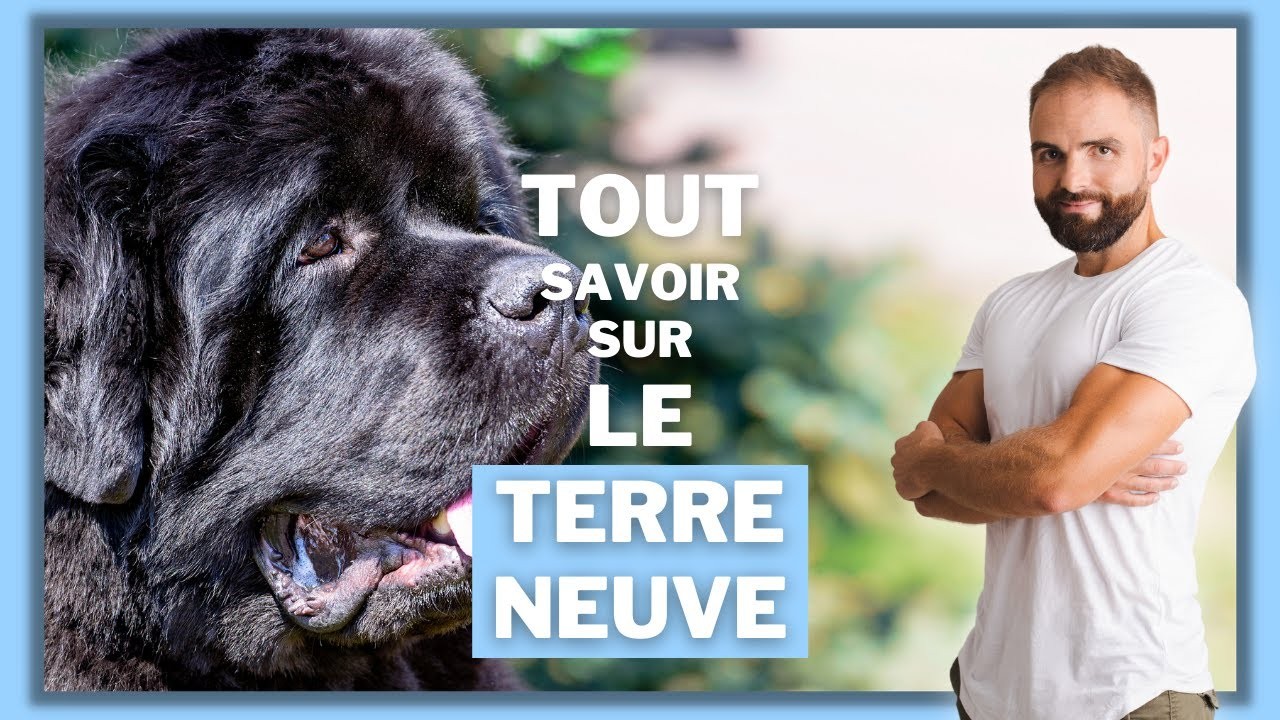 Le Terre-Neuve, tout savoir sur le Newfie