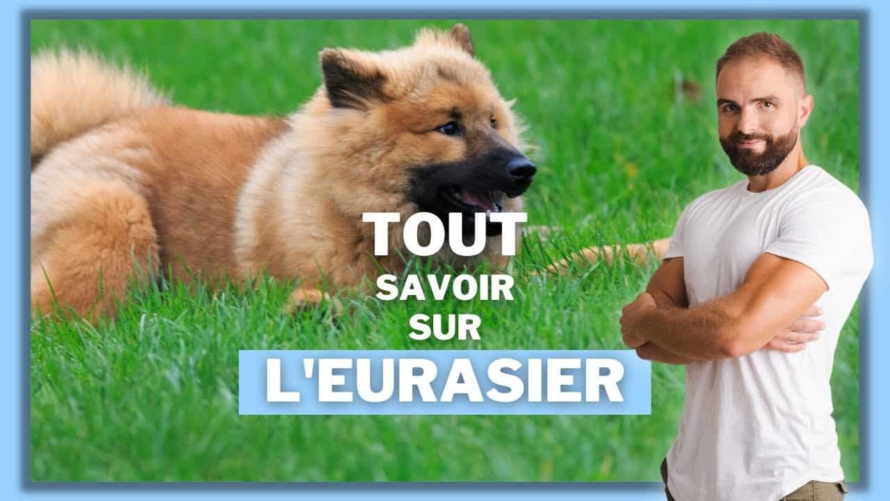 L’Eurasier, tout savoir sur le Loup-Chow