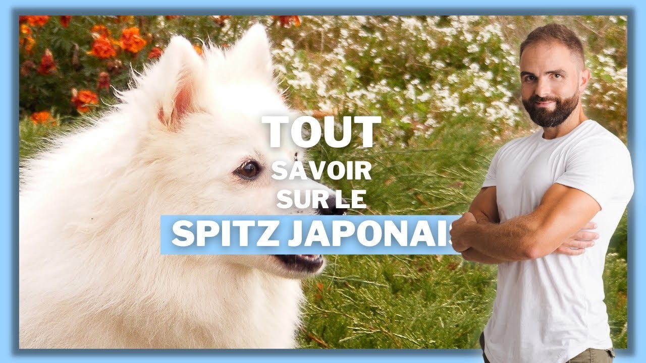 Le Spitz japonais, tout savoir sur le Nihon Suppitsu
