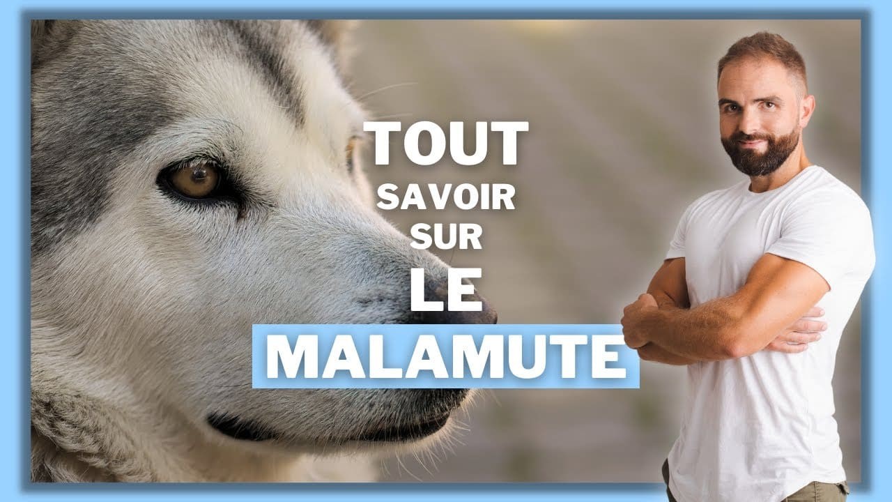 Le Malamute d’Alaska, tout savoir sur ces chiens