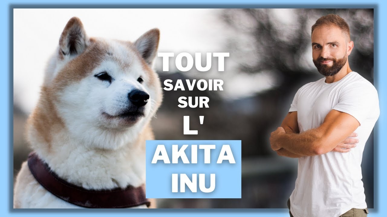 Akita Inu : tout ce qu’il faut savoir sur le grand chien japonais