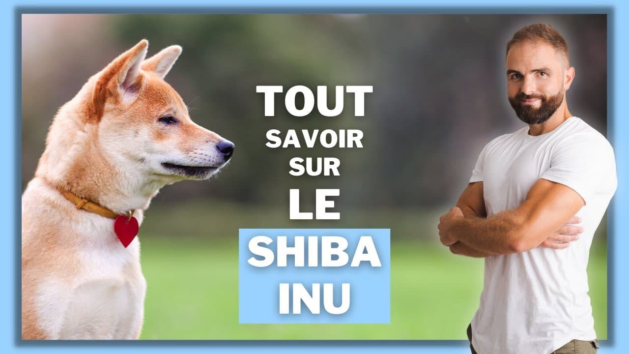 Le Shiba Inu, tout savoir sur ces chiens