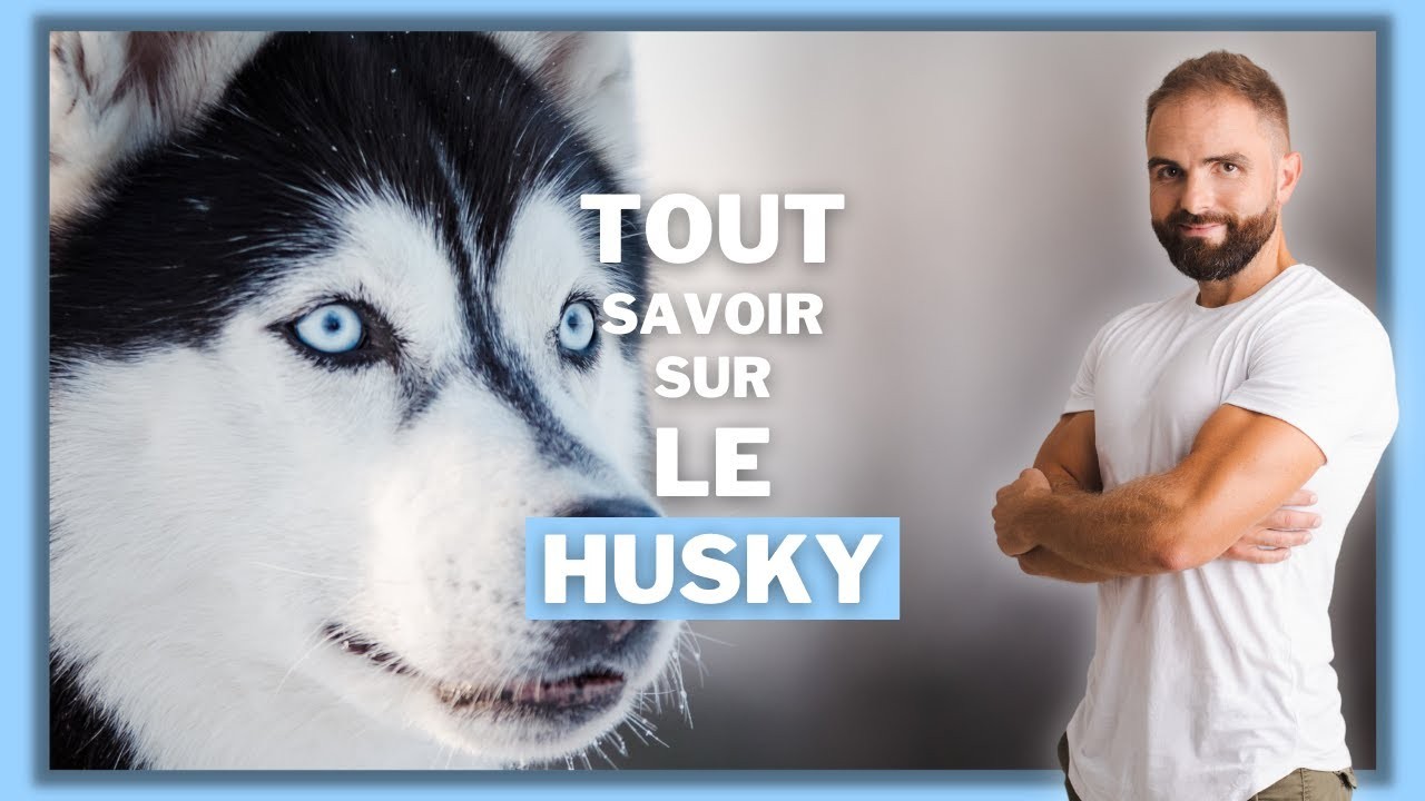 Le Husky, tout savoir sur le Husky de Sibérie