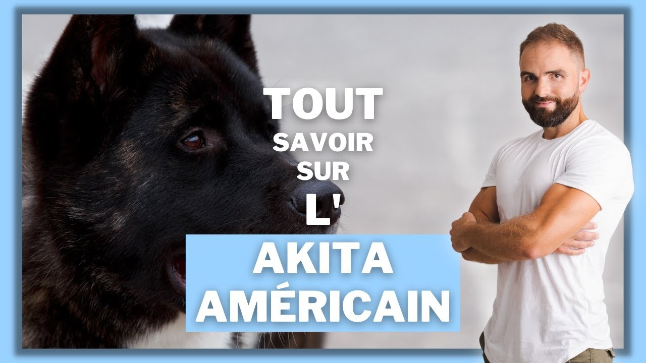 L’Akita américain, tout ce qu’il faut savoir ces chiens