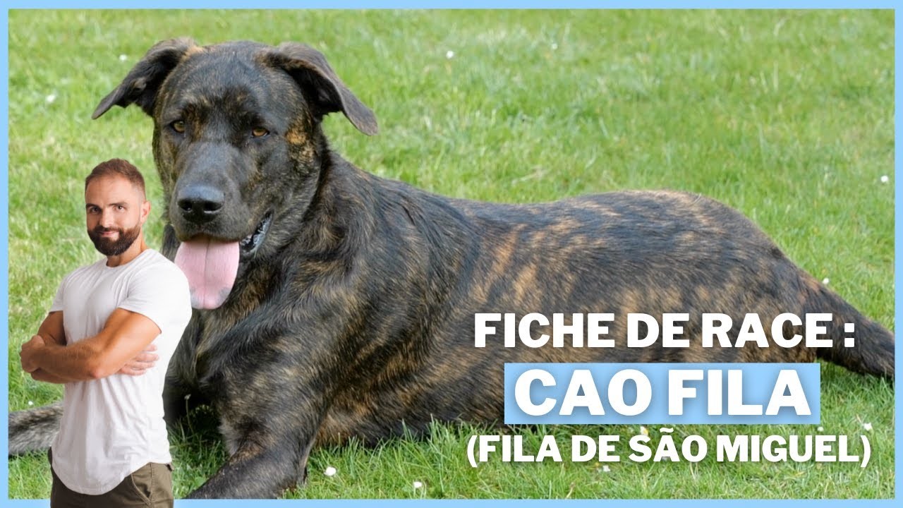 Le Cão Fila (Fila de São Miguel), tout savoir sur ces chiens