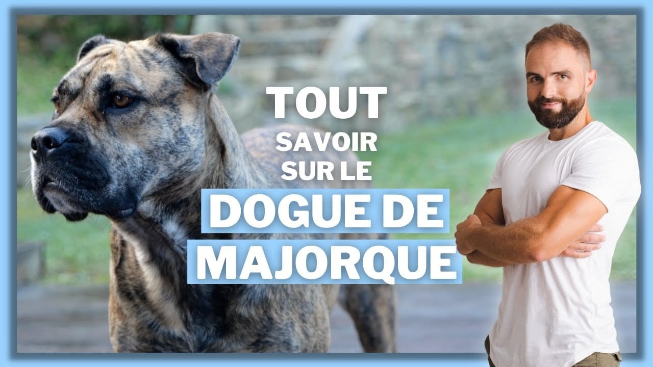 Le Dogue de Majorque, tout savoir sur le Ca de Bou