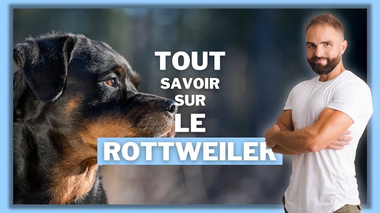 Le Rottweiler, tout savoir sur le Bouvier Allemand