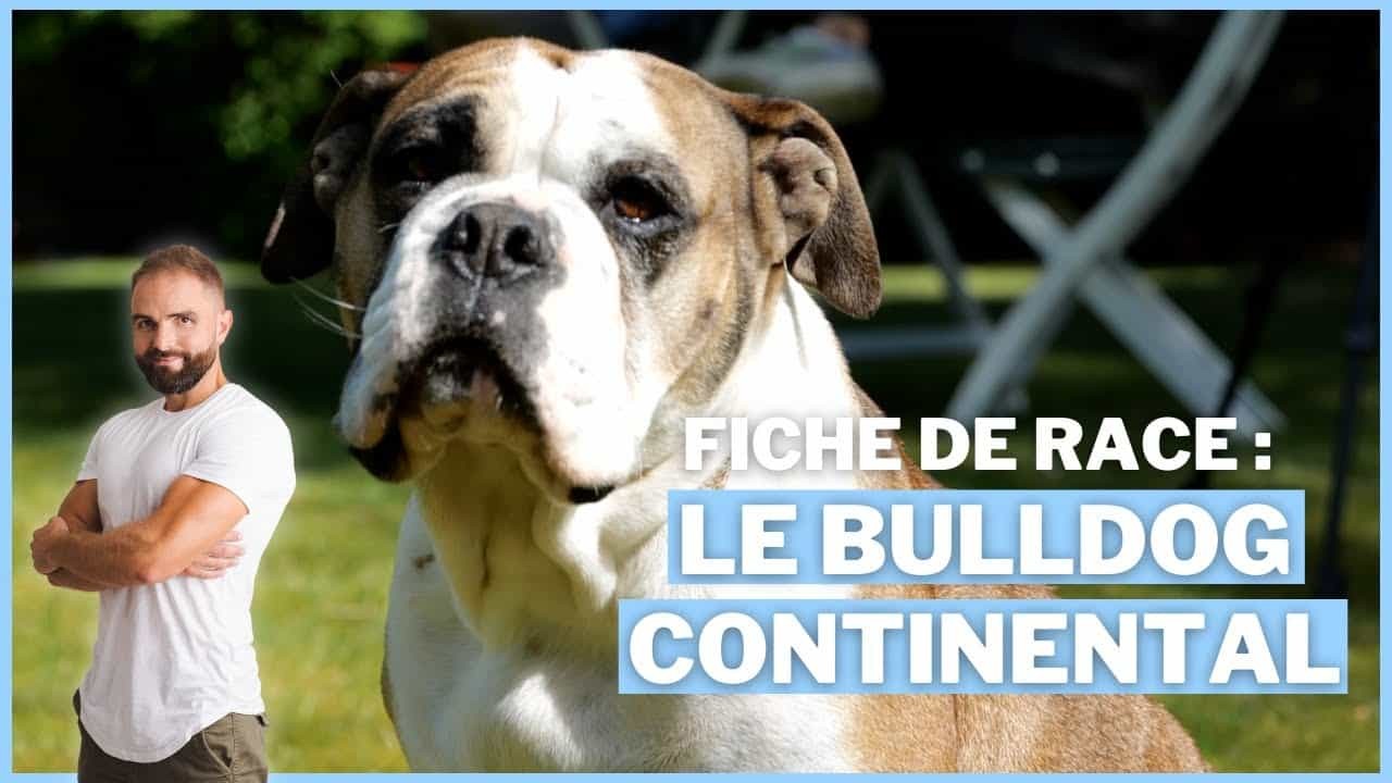 Le Bulldog continental, tout savoir sur le Conti