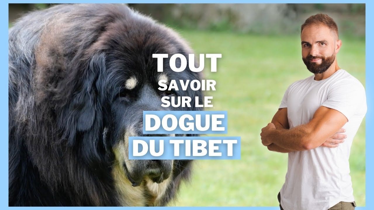 Le Dogue du Tibet, tout savoir sur le Mastiff tibétain