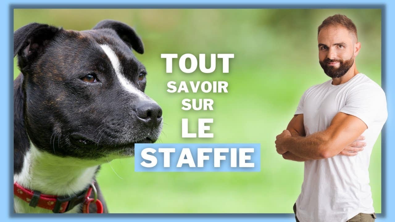 Le Staffie, tout savoir sur le Staffordshire Bull Terrier