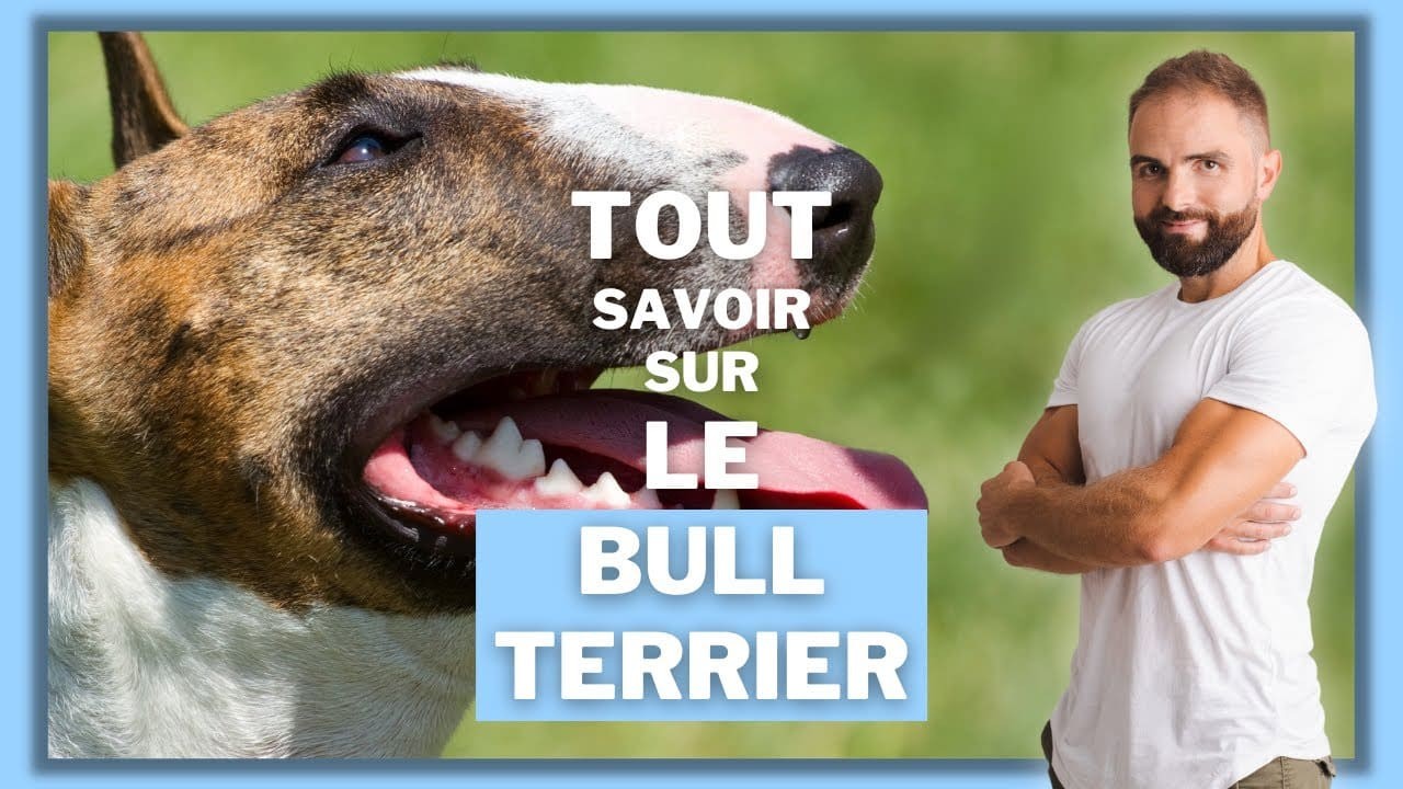 Le Bull terrier, tout savoir sur ces chiens