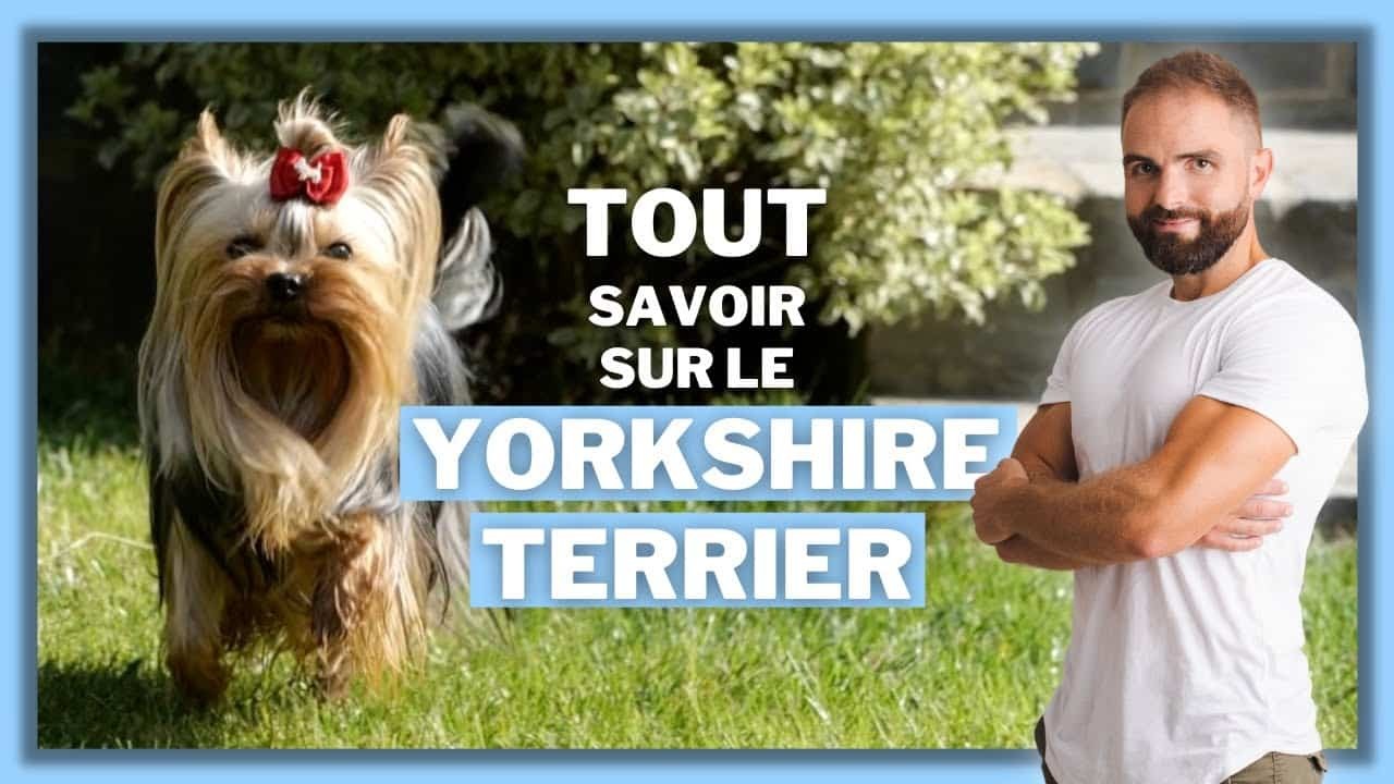 Le Yorkshire terrier, tout savoir sur le Yorkie
